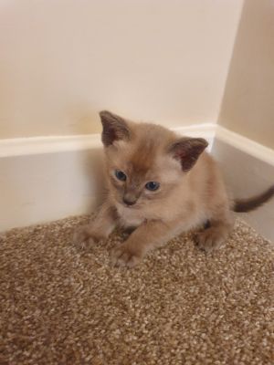 Tonkinese For Sale in Lodon