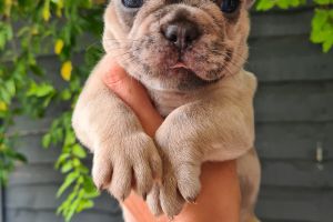 Blue merle/ fawn french bulldog puppies for sale