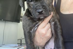 Ready Now - Green Eyed Mastiff X Rottweiler Puppies for Sale