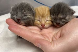 Siberian kittens for Sale