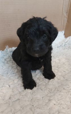 5 Gorgeous Schnoodle puppies for sale | UKPets