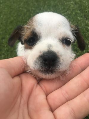 Jack Russell For Sale in Lodon