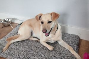 Mixed Breeds for Rehoming