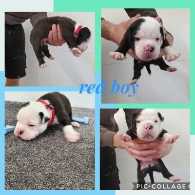 Old Tyme English Bulldog Puppies For Sale 