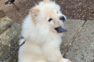 Chow Chows for Rehoming