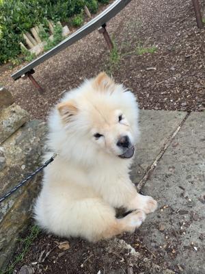 Chow Chows for Rehoming