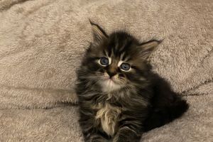 Stunning Maine Coon x Norwegian Forest  Kittens for Sale