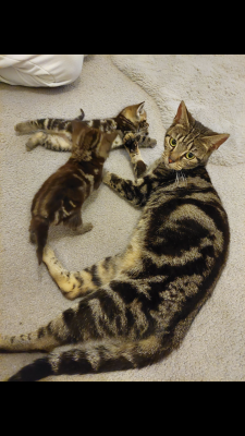 Toyger For Sale in the UK