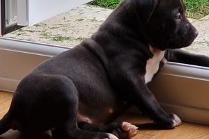 American Bully Dogs And Puppies For Sale In The Uk