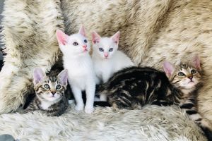 5 x Bengal kittens for sale