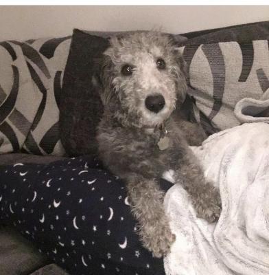 BediPoo’s Bedlington X Toy Poodle - pedigree parents | UKPets