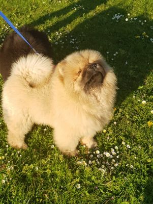 Chow Chow For Sale