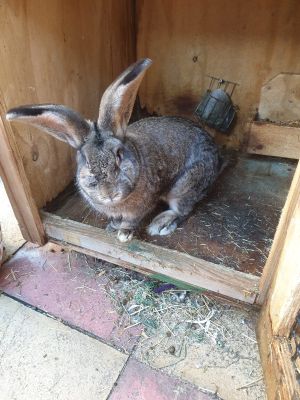 Giant Continental Rabbits for Sale | UKPets