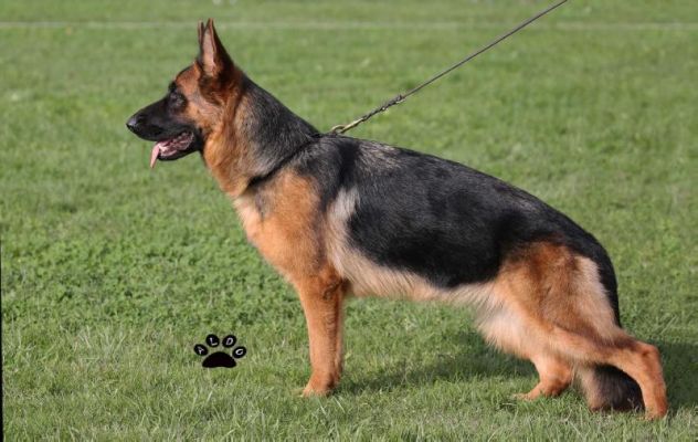 World Champion German Shepherd Bloodline | UKPets