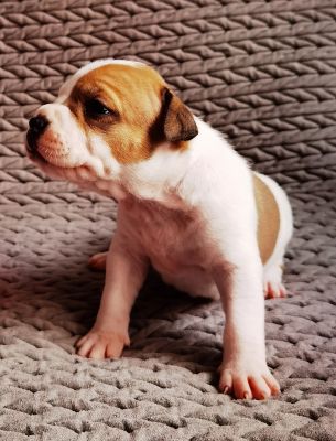 American Staffordshire terrier  For Sale in Lodon
