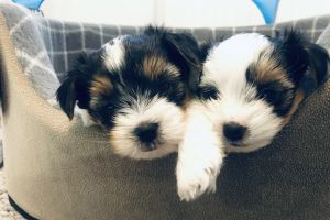 Beautiful Biewer puppies for sale