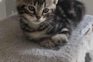 Beautiful ragdoll/ Bengal cross kitten for sale