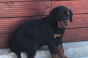 Beautiful rottweiler chunky pups for sale