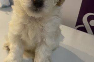 Jackapoo for Rehoming