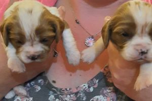 Stunningly cute litter of cavalier king charles spaniel puppies for sale