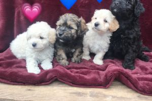 4 stunning F2 cavapoo puppies for sale