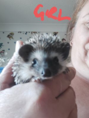 Pygmy Hedgehogs for Rehoming