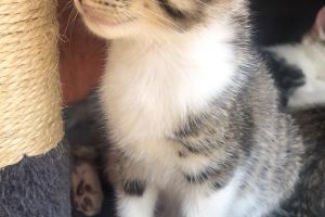 Half Bengal kitten for sale