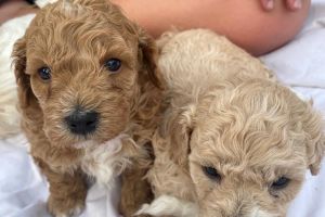 Poochon Dogs Breed