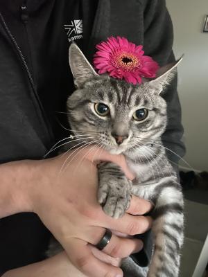 American Shorthair for Rehoming