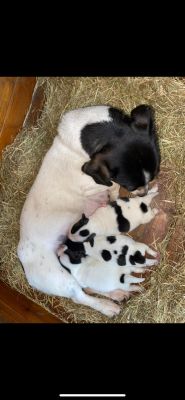 Jack Russells for Rehoming