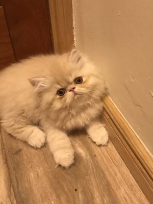 Exotic Shorthair For Sale in Great Britain