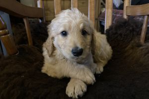 Mixed Breed For Sale in Lodon