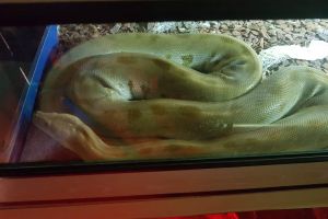 Python Snake Online Listings