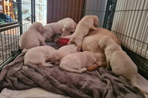 Labrador Retriever For Sale in Lodon