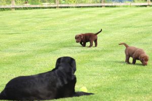 Labrador Retriever for Rehoming