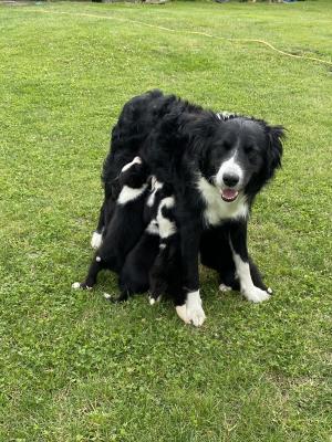 Border Collie For Sale in the UK