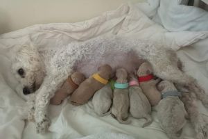 Poochon for Rehoming
