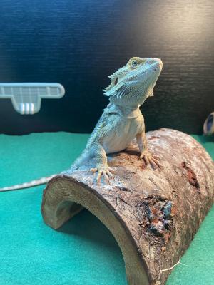 Bearded Dragons for Rehoming