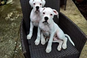 Mixed Breed For Sale in the UK