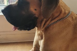 Great Dane For Stud in the UK