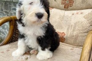 Old English Sheepdog for Rehoming