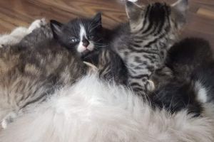 Beautiful fluffy kittens for sale