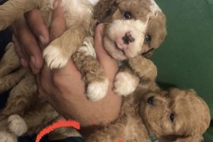 Beautiful Poocon puppies for Sale