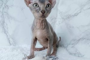 Sphynxes for Rehoming