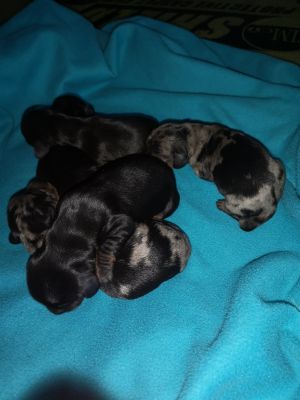 Miniature Dachshunds for Rehoming