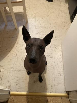 Mexican Hairless For Stud in Great Britain