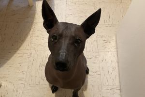 Mexican Hairless For Stud in Great Britain