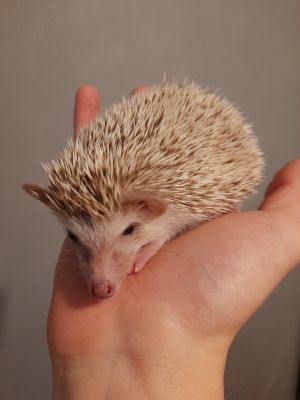 Pygmy Hedgehogs For Sale