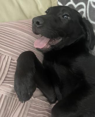 Labrador Retriever For Sale in Great Britain