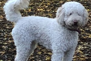 Labradoodle for Rehoming